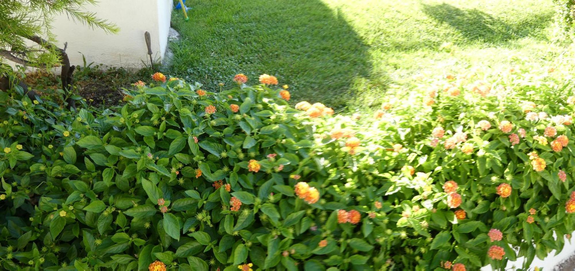 B&B Oliena Bagian luar foto